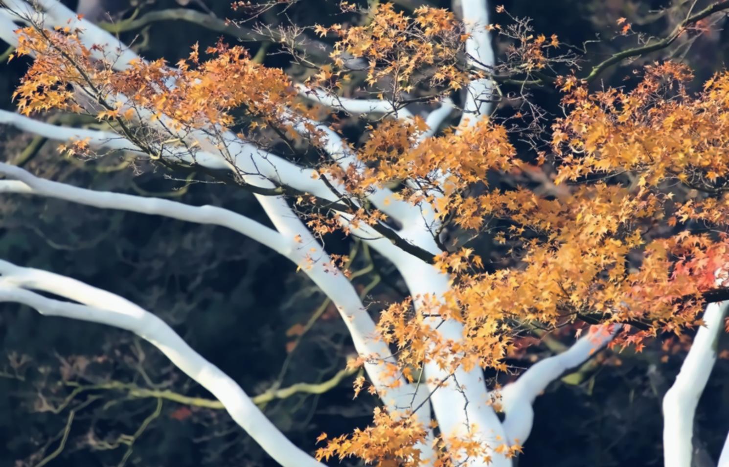 Formation en écologie évolutive